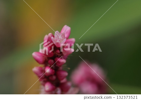 Nature Plants Polygonum sieboldii, blooming flower. The perianth is five-lobed and the inside is a beautiful pale pink color. Nature Plants Polygonum sieboldii, blooming flower. The perianth is five-lobed and the inside is a beautiful pale pink color. 132373521
