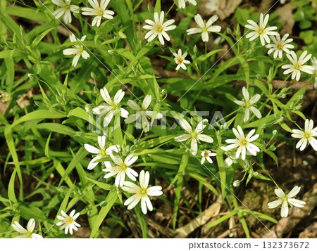 Many Small White Wildflowers Blooming on Forest Floor in Early Spring with long grass Many Small White Wildflowers Blooming on Forest Floor in Early Spring with long grass 132373672