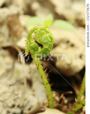 Unfurling Fern Fiddlehead Emerging on Forest Floor in Spring from Brown Leaves Unfurling Fern Fiddlehead Emerging on Forest Floor in Spring from Brown Leaves 132373676