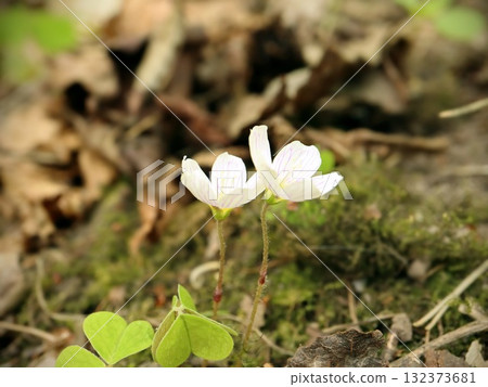 Two Wood Sorrel Wildflowers with Purple Striped Petals Standing 132373681