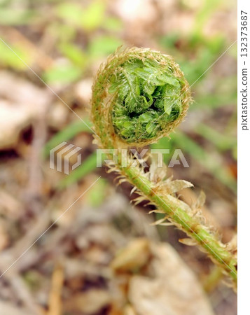 Unfurling Fern Fiddlehead Emerging on Forest Floor in Spring on Brown Leavy Background Unfurling Fern Fiddlehead Emerging on Forest Floor in Spring on Brown Leavy Background 132373687