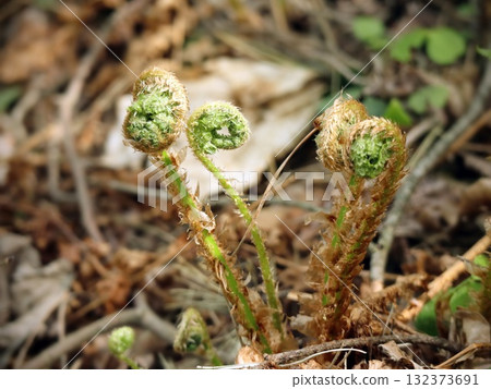 Three Unfurling Fern Fiddleheads Emerging on Forest Floor in Spring 132373691