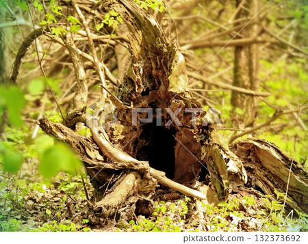 Hollow Decaying Tree Stump with Natural Weathering in Forest Floor Hollow Decaying Tree Stump with Natural Weathering in Forest Floor 132373692