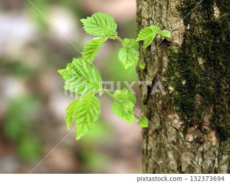 Fresh Green Leaves Emerging from Tree Branch in Early Spring 132373694