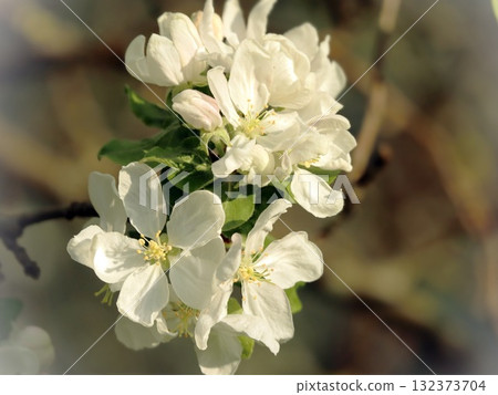 Close-up of White Apple Blossoms Cluster in Spring Orchard 132373704