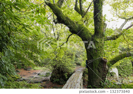 Early autumn at Rakujuen Early autumn at Rakujuen 132373840
