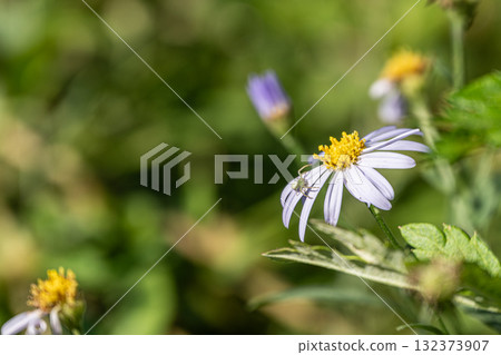 秋季田野裡盛開的花朵：矢車菊 132373907