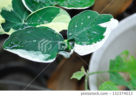 Albomarginata, Araceae or Schott or Xanthosoma sagittifolium or XANTHOSOMA or Mickey Mouse Plant and rain droplet 132374013