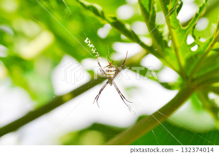 spider or Argiope aetherea, Argiope amoena or Argiope keyserlingi or Argiope anasuja or St Andrews Cross Spider spider or Argiope aetherea, Argiope amoena or Argiope keyserlingi or Argiope anasuja or St Andrews Cross Spider 132374014