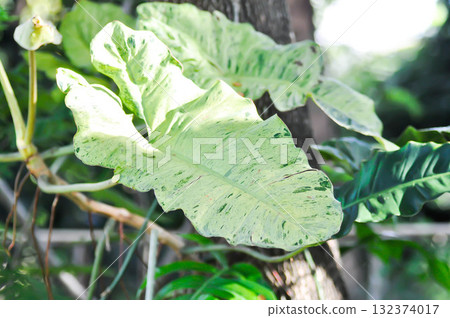 Paraiso Verde or Philodendron paraiso verde or verdant paradise or Philodendron paraiso 132374017