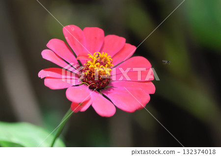 Zinnia violacea Cav, Z violacea or Plantae, Asteraceae or Magnoliopsida or Zinnia violacea or pink flower 132374018