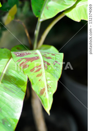 banana plant, blood banana or Musa acuminata or Musa balbisiana or rain droplet banana plant, blood banana or Musa acuminata or Musa balbisiana or rain droplet 132374069