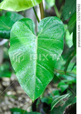 Philodendron erubescens K Koch and Augustin or Philodendron erubescens , Philodendron and rain drop or leaf background 132374092