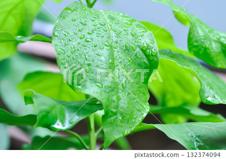 Persea americana Mill or Avocado, Lauraceae or Persea gratissima or avocado plant and rain droplet 132374094