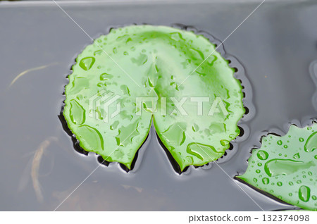 rain droplet on lotus leaf or rain drop or Nelumbo, Nelumbo nucifera Gaertn rain droplet on lotus leaf or rain drop or Nelumbo, Nelumbo nucifera Gaertn 132374098