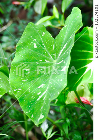 Colocasia milky way or Colocasia variegated Colocasia milky way or Colocasia variegated 132374101