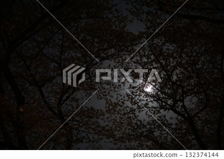 森林裡的月亮 132374144