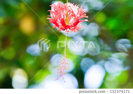 Coral Hibiscus, Fringed Hibiscus or Hibiscus schizopetalus or malvaceae 132374171
