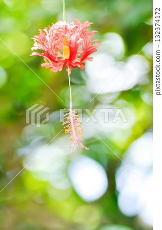 Coral Hibiscus, Fringed Hibiscus or Hibiscus schizopetalus or malvaceae Coral Hibiscus, Fringed Hibiscus or Hibiscus schizopetalus or malvaceae 132374172