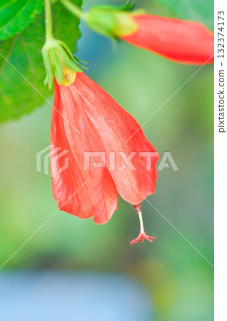 hibiscus, Malvaviscus arboreus or Malvaviscus penduliflorus or Sleeping hibiscus or Turks cap or Wax Mallow 132374173