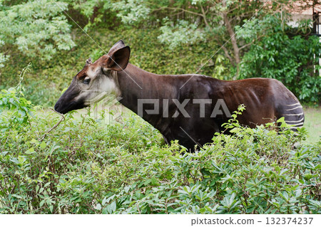 Okapi, an animal at a zoo in Yokohama, Kanagawa Prefecture, Japan 132374237