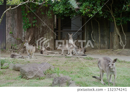 Kangaroo, an animal at a zoo in Yokohama, Kanagawa Prefecture, Japan Kangaroo, an animal at a zoo in Yokohama, Kanagawa Prefecture, Japan 132374241