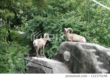 Bighorn sheep, an animal at a zoo in Yokohama, Kanagawa Prefecture, Japan Bighorn sheep, an animal at a zoo in Yokohama, Kanagawa Prefecture, Japan 132374246