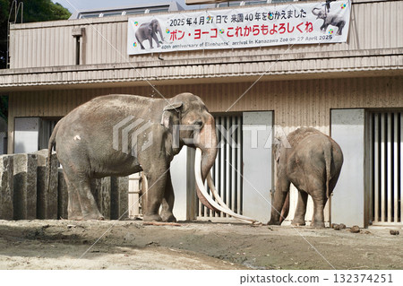 Elephants at a zoo in Yokohama, Kanagawa Prefecture, Japan Elephants at a zoo in Yokohama, Kanagawa Prefecture, Japan 132374251