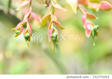 Candelilla, Euphorbia bracteata Jacq or euphorbiaceae or Slipper plant or Slipper spurge or Tall slipper plant Candelilla, Euphorbia bracteata Jacq or euphorbiaceae or Slipper plant or Slipper spurge or Tall slipper plant 132374263