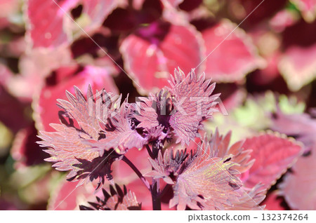 Coleus, Labiatae, Lamiaceae or Painted Nettle or Plectranthus scutellarioides or Solenostemon scutellarioides or red leaf or wind color leaf or maroon color leaf Coleus, Labiatae, Lamiaceae or Painted Nettle or Plectranthus scutellarioides or Solenostemon scutellarioides or red leaf or wind color leaf or maroon color leaf 132374264