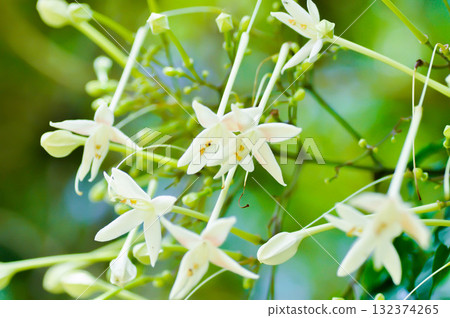 Cork tree, Indian cork tree or Millingtonia hortensis Linn or BIGNONIACEAE or white flower Cork tree, Indian cork tree or Millingtonia hortensis Linn or BIGNONIACEAE or white flower 132374265