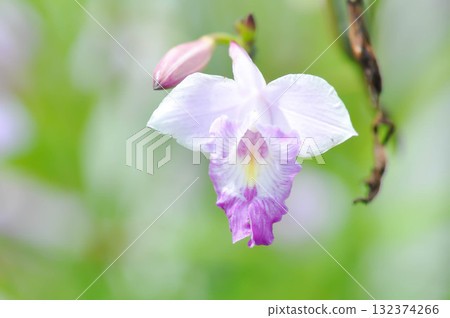 Arundina graminifolia, bamboo orchid or Orchidaceae or Arundina flower or white and purple flower Arundina graminifolia, bamboo orchid or Orchidaceae or Arundina flower or white and purple flower 132374266