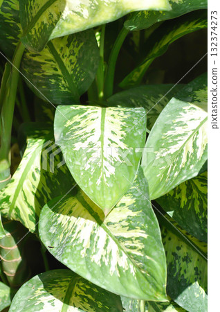 Tropic Snow,araceae or Dieffenbachia amoena or dieffenbachia seguine or Dumb cane or bicolor plant Tropic Snow,araceae or Dieffenbachia amoena or dieffenbachia seguine or Dumb cane or bicolor plant 132374273