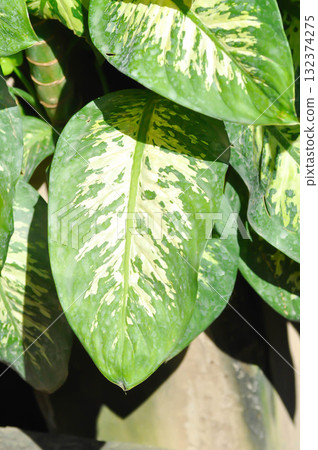Tropic Snow,araceae or Dieffenbachia amoena or dieffenbachia seguine or Dumb cane or bicolor plant Tropic Snow,araceae or Dieffenbachia amoena or dieffenbachia seguine or Dumb cane or bicolor plant 132374275