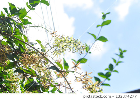 Purple wreath, Queen wreath or Sandpaper vine or Petrea volubilis L or VERBENACEAE Purple wreath, Queen wreath or Sandpaper vine or Petrea volubilis L or VERBENACEAE 132374277