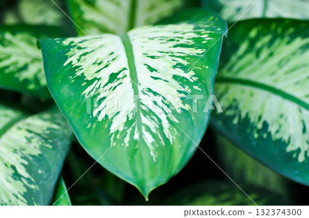 Tropic Snow,araceae or Dieffenbachia amoena or dieffenbachia seguine or Dumb cane or bicolor plant 132374300