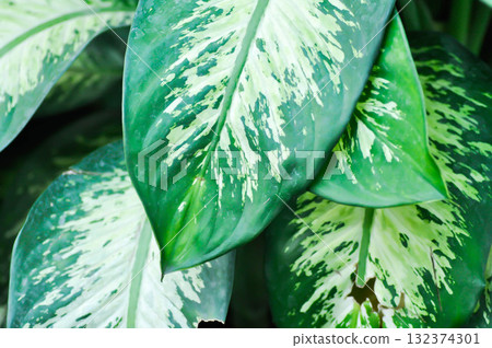 Tropic Snow,araceae or Dieffenbachia amoena or dieffenbachia seguine or Dumb cane or bicolor plant Tropic Snow,araceae or Dieffenbachia amoena or dieffenbachia seguine or Dumb cane or bicolor plant 132374301