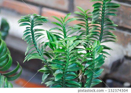 Euphorbia tithymaloides, euphorbiaceae or Homalocladium platycladum or Muchlenbeckia platyclada Meissn or POLYGONACEAE or Slipper Flower 132374304