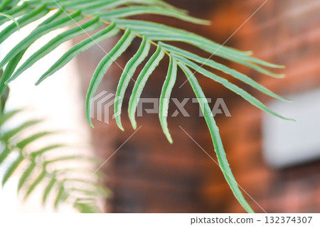 Diplazium esculentum,Pteridium aquilinum or DENNSTAEDTIACEAE or Bracken Fern or fern leaf 132374307