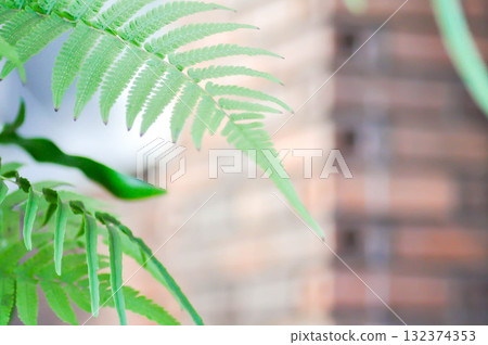 Diplazium esculentum,Pteridium aquilinum or DENNSTAEDTIACEAE or Bracken Fern or fern leaf Diplazium esculentum,Pteridium aquilinum or DENNSTAEDTIACEAE or Bracken Fern or fern leaf 132374353