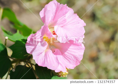 Changeable Rose, Changeable rose mallow or Cotton rose hibiscus or Dixie rosemallow or Hibiscus mutabilis L or Rose of Sharon or pink flower Changeable Rose, Changeable rose mallow or Cotton rose hibiscus or Dixie rosemallow or Hibiscus mutabilis L or Rose of Sharon or pink flower 132374357