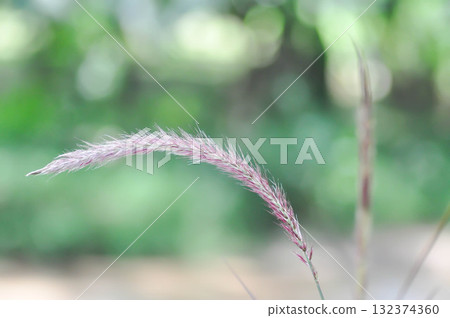 Graminacee or liliopsida plants ,grass flower or purple grass flower 132374360