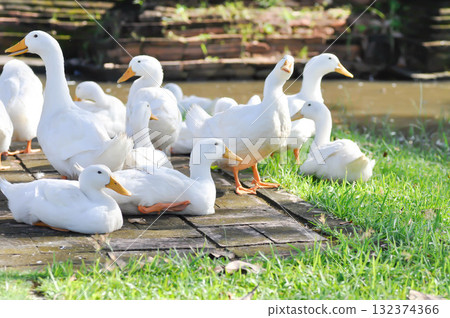 duck or ducks on the farm , farm animal 132374366