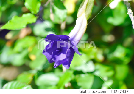 Thunbergia erecta or ACANTHACEAE, Bush clock vine or Thunbergia erecta Benth T Anderson or purple flower Thunbergia erecta or ACANTHACEAE, Bush clock vine or Thunbergia erecta Benth T Anderson or purple flower 132374371