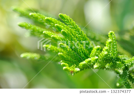 Araucaria cunninghamii, Araucaria heterophylla or Araucaria heterophylla Salisb Franco or Araucariaeae or Hoop pine or House Pine or Norfolk Island Pine or pine tree 132374377