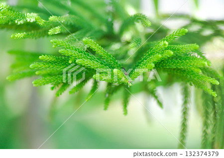 Araucaria cunninghamii, Araucaria heterophylla or Araucaria heterophylla Salisb Franco or Araucariaeae or Hoop pine or House Pine or Norfolk Island Pine or pine tree Araucaria cunninghamii, Araucaria heterophylla or Araucaria heterophylla Salisb Franco or Araucariaeae or Hoop pine or House Pine or Norfolk Island Pine or pine tree 132374379