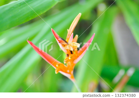 Heliconia psittacorum or Bird of paradise, Strelitzia reginae or Sterliziaceae flower or Heliconia flower or yellow flower 132374380