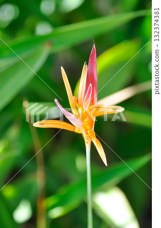 Heliconia psittacorum or Bird of paradise, Strelitzia reginae or Sterliziaceae flower or Heliconia flower or yellow flower 132374381