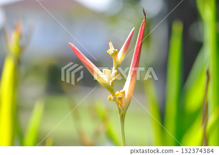 Heliconia psittacorum or Bird of paradise, Strelitzia reginae or Sterliziaceae flower or Heliconia flower or yellow flower 132374384