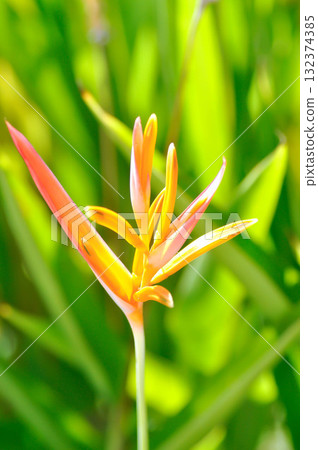 Heliconia psittacorum or Bird of paradise, Strelitzia reginae or Sterliziaceae flower or Heliconia flower or yellow flower 132374385